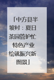 中方县半坡村：夏日茶园管护忙 特色产业绘就振兴新图景