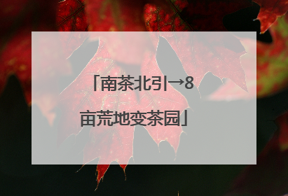 南茶北引→8亩荒地变茶园