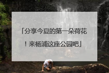 分享今夏的第一朵荷花！来杨浦这座公园吧