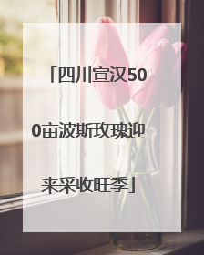 四川宣汉500亩波斯玫瑰迎来采收旺季