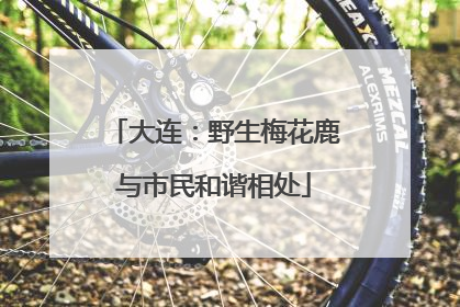 大连：野生梅花鹿与市民和谐相处