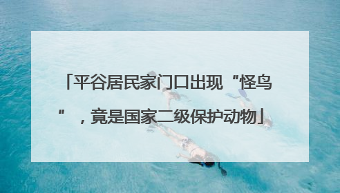 平谷居民家门口出现“怪鸟”，竟是国家二级保护动物