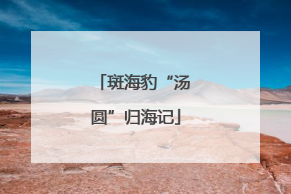 斑海豹“汤圆”归海记