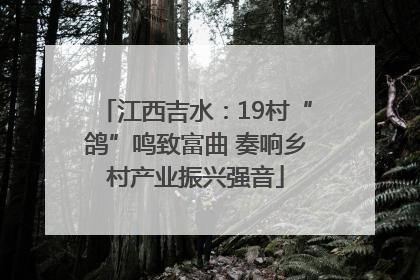 江西吉水：19村“鸽”鸣致富曲 奏响乡村产业振兴强音