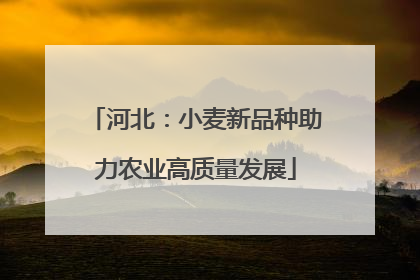河北：小麦新品种助力农业高质量发展