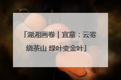 湖湘画卷｜宜章：云雾绕茶山 绿叶变金叶
