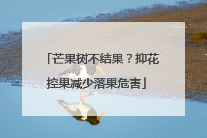 芒果树不结果？抑花控果减少落果危害