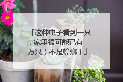 这种虫子看到一只，家里很可能已有一万只（不是蟑螂）