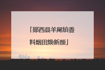 郧西县羊尾镇香料烟田焕新颜