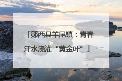 郧西县羊尾镇：青春汗水浇灌“黄金叶”