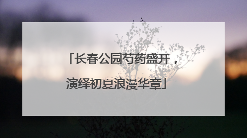 长春公园芍药盛开，演绎初夏浪漫华章