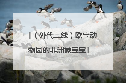 （外代二线）欧宝动物园的非洲象宝宝